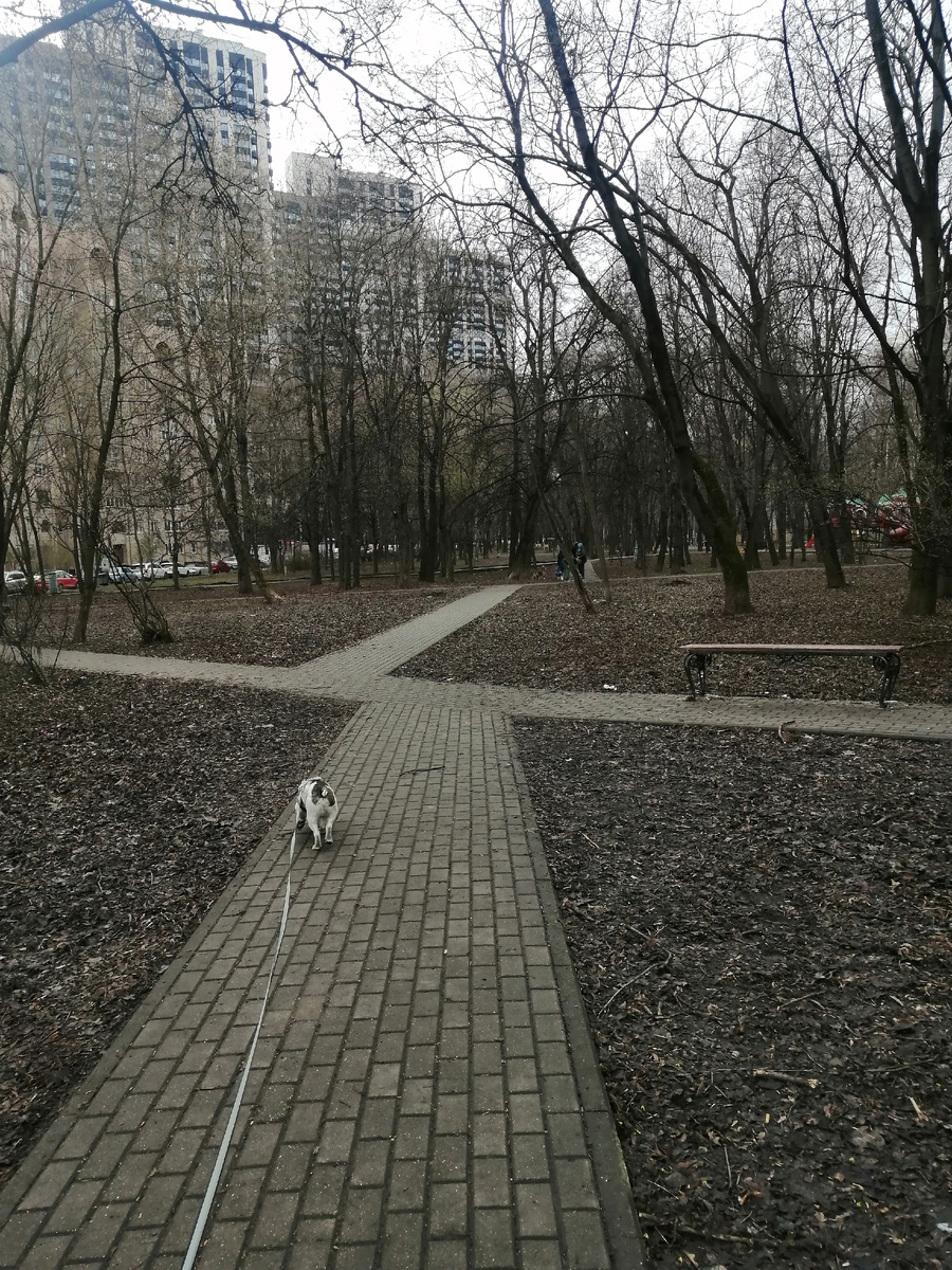 Гуляю с Филом 