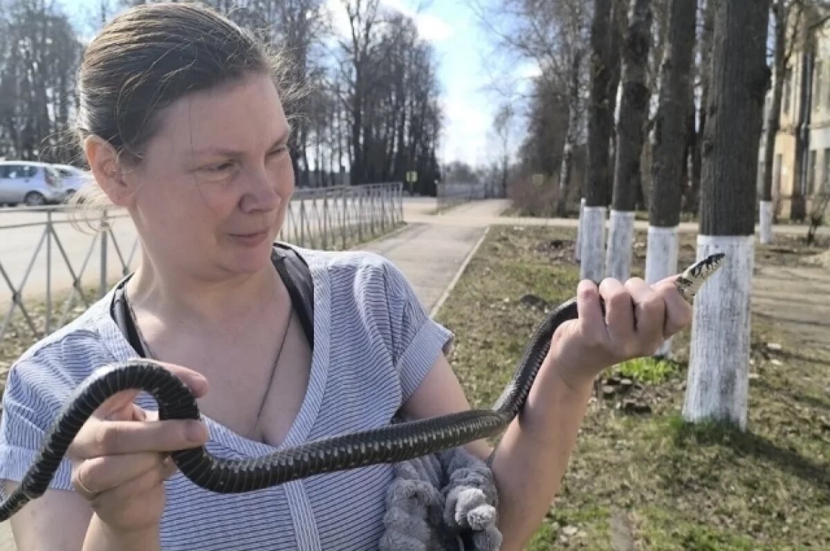    Метрового ужа поймали в здании в центре Куньи