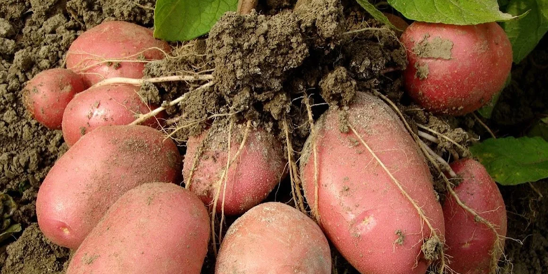 Сажая картошку китайским методом, можно получить урожай в количестве 2 – 3 ведер с куста