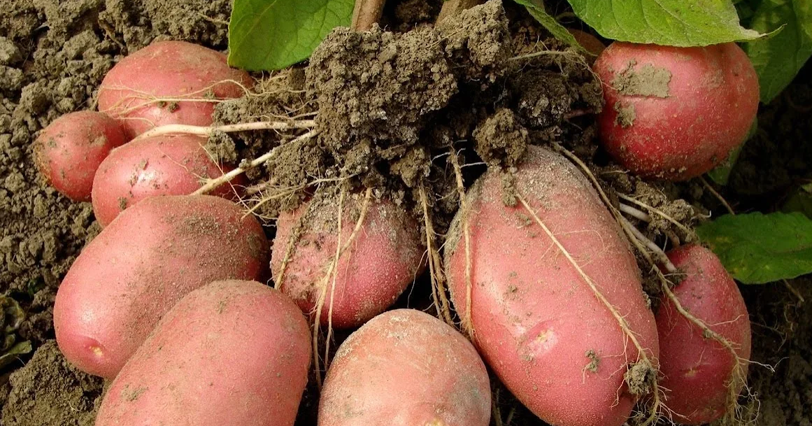 Сажая картошку китайским методом, можно получить урожай в количестве 2 – 3 ведер с куста