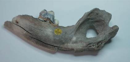 Фрагмент челюстной кости собаки каменного века из пещеры Гофа размером 9 см. перевернул представление ученых о том, когда рядом с человеком появилась собака. Автор фотографии ─ Kevin Church. Источник фотографии – BBC.