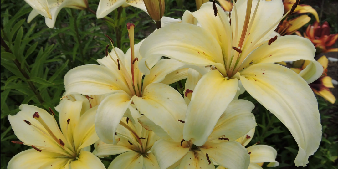 Подкормите этим лилии в апреле мае и они затмят цветением