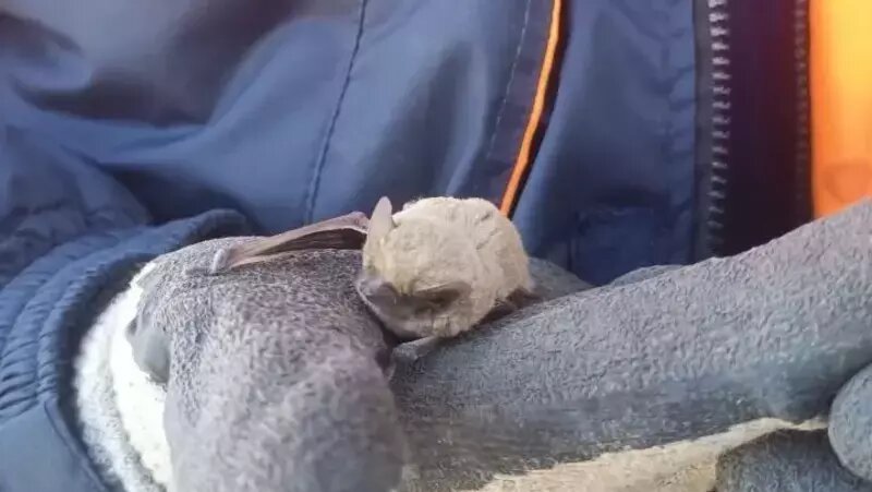      Фото: ПАСС СК