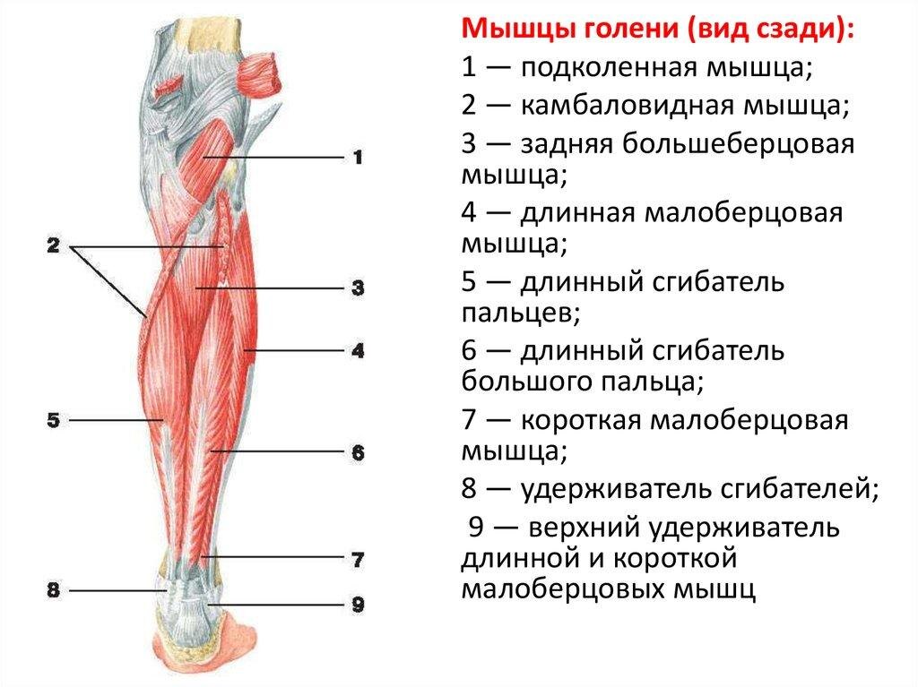 на изображении показана анатомия мышц голени
