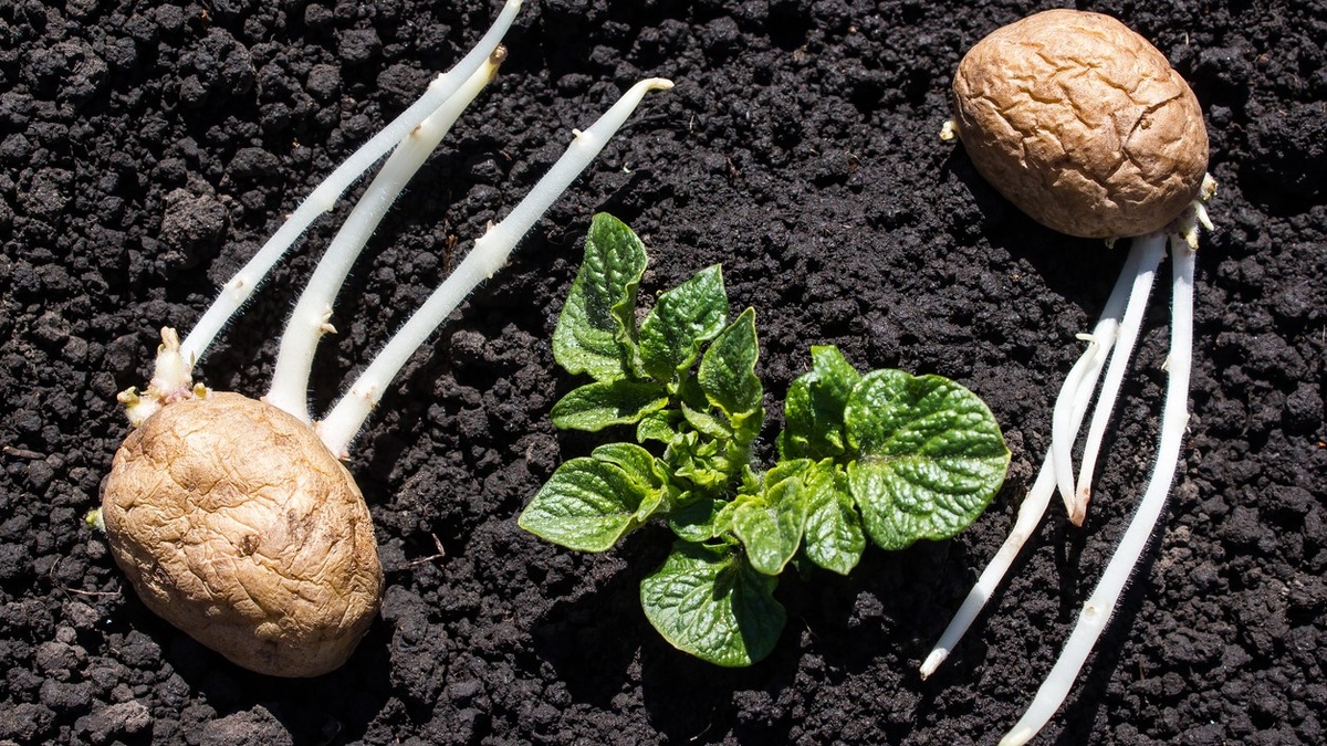 сажаем пророщенный картофель