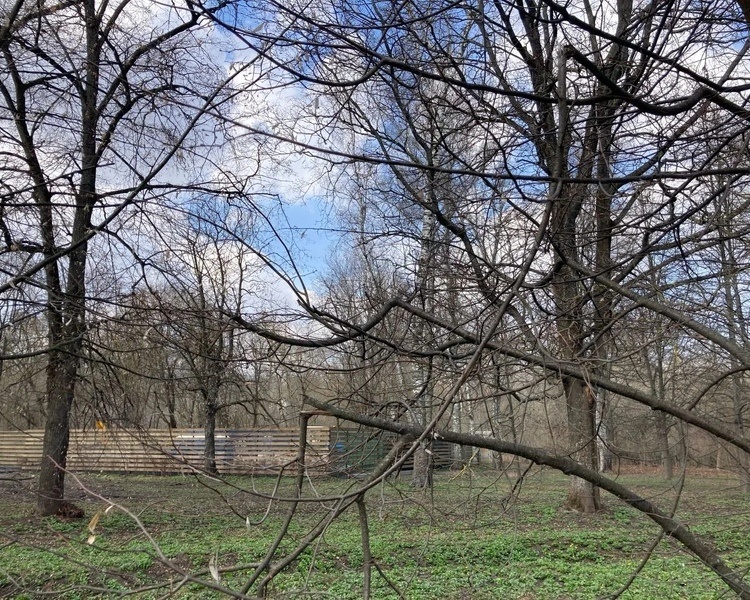     В Курске на «Боевой даче» планируют произвести санитарную обрезку лип