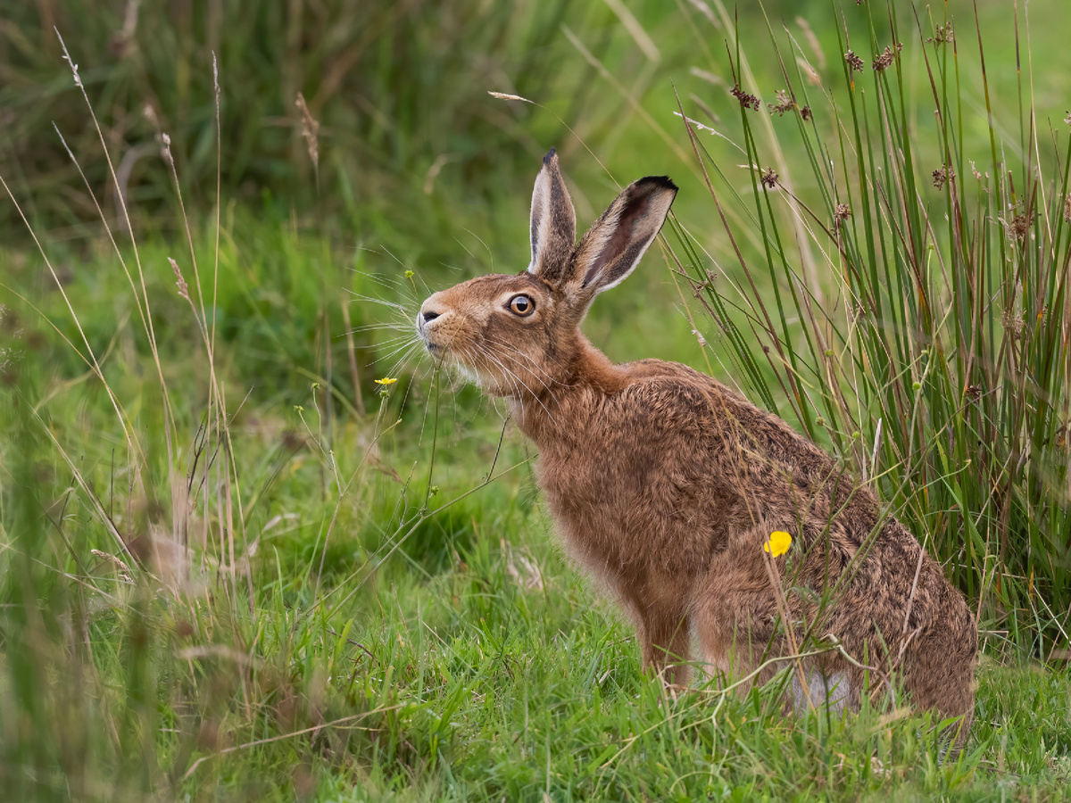 Когда дело касается здоровья зубов, заяц идёт к цели, как заворожённый. Ортодонт выдал бы зайцу медаль за педантичную заботу о прикусе! Фотография: cazalegg, CC BY 2.0