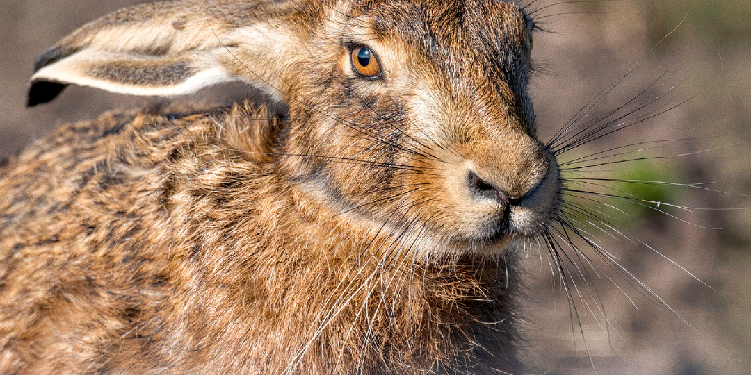 8 скрытых способностей зайца, о которых не рассказывают в сказках