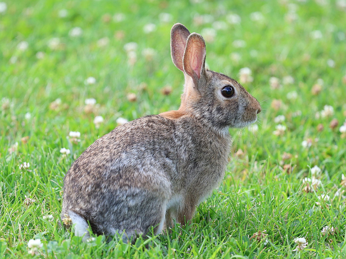Кролик Sylvilagus floridanus. Фотография: StBlueD, CC BY-SA 4.0