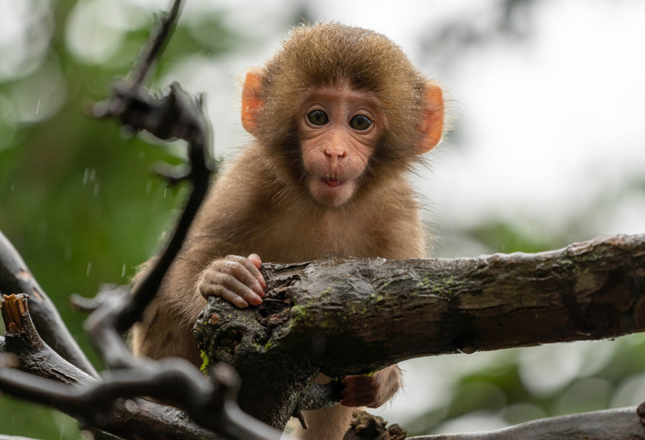    Shutterstock/FOTODOM