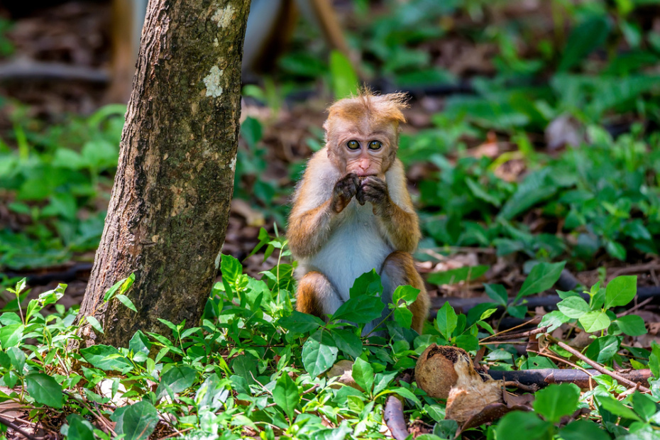    Shutterstock/FOTODOM