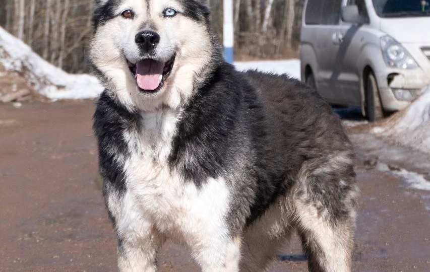 В приюте живёт вот такой красотун –потрясающий разноглазый собакен