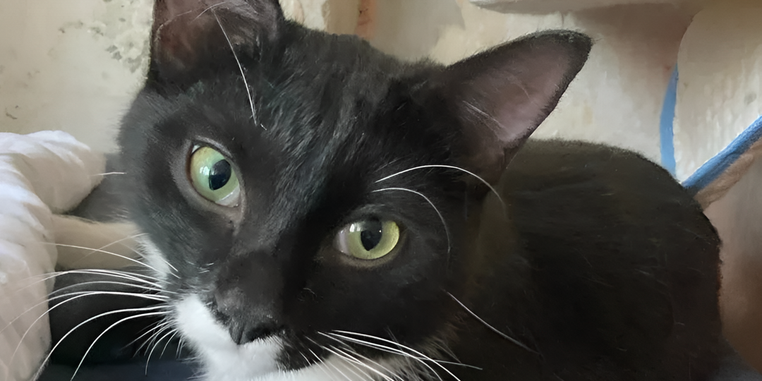 Гек: ребенок, который ждёт🙏 Ему нужна самая малость: просто дом, просто любовь, просто шанс...❤️