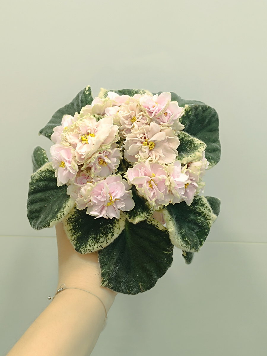 Моя красотка