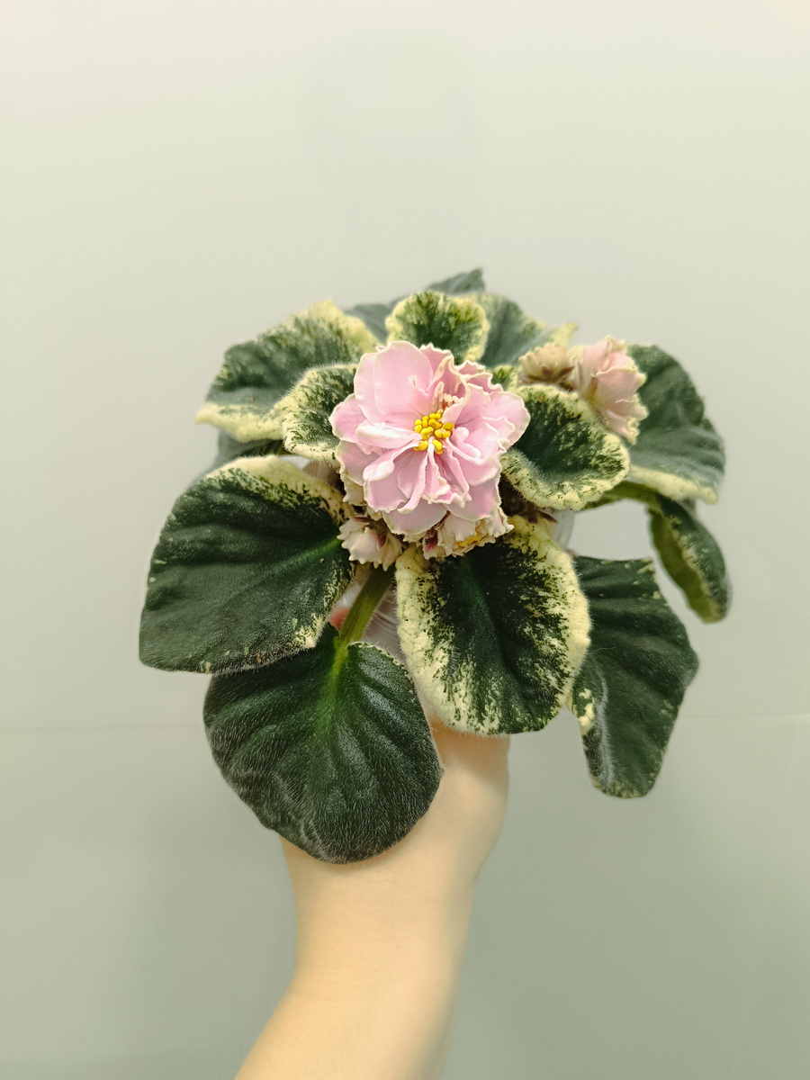 Начало цветения