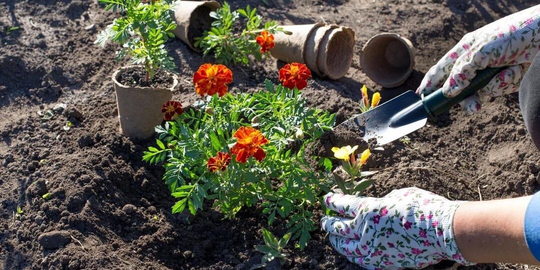 Посадка рассады цветов в клумбы после заморозков: агрономическое руководство для пышного цветения