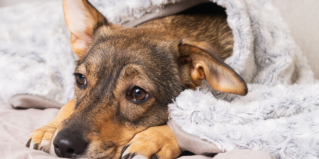 Как понять, что питомца укусил клещ?