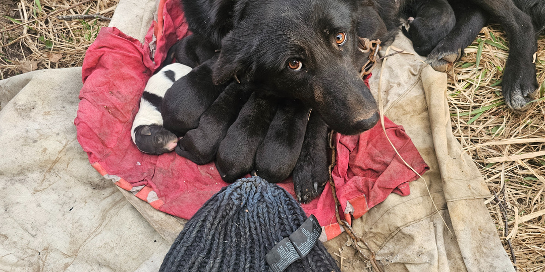 Ей привязали цепь, чтобы она не спасла своих детей.