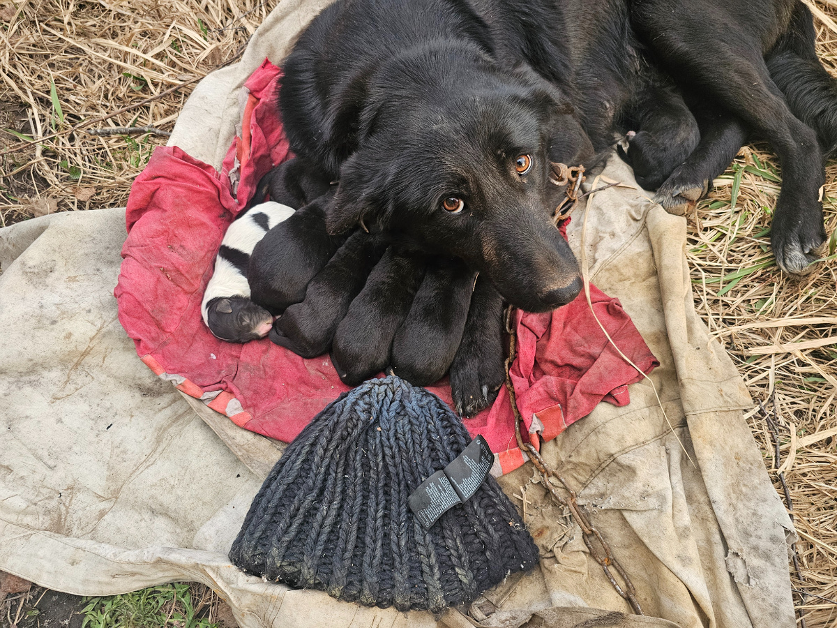 Фото автора. Мама Миля родившая и боящаяся за своих малышей.