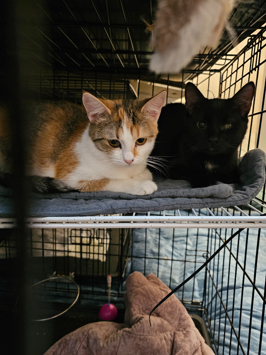 Фото автора. Наши хвостики.