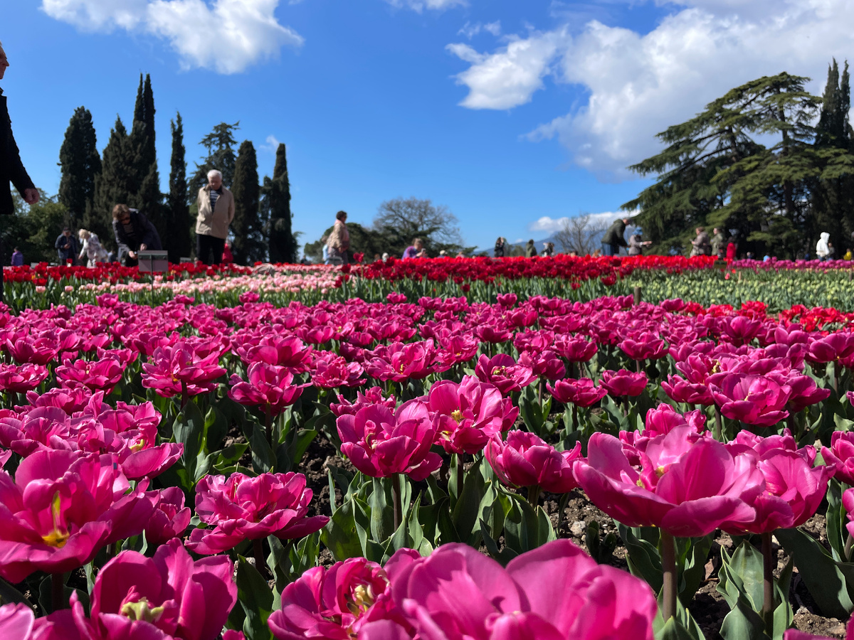 Парад Тюльпанов в Никитском Ботаническом Саду