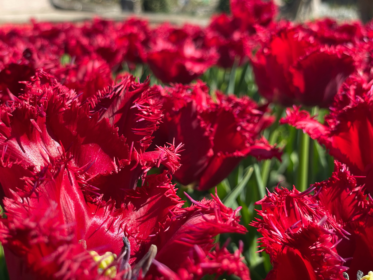 Парад Тюльпанов в Никитском Ботаническом Саду