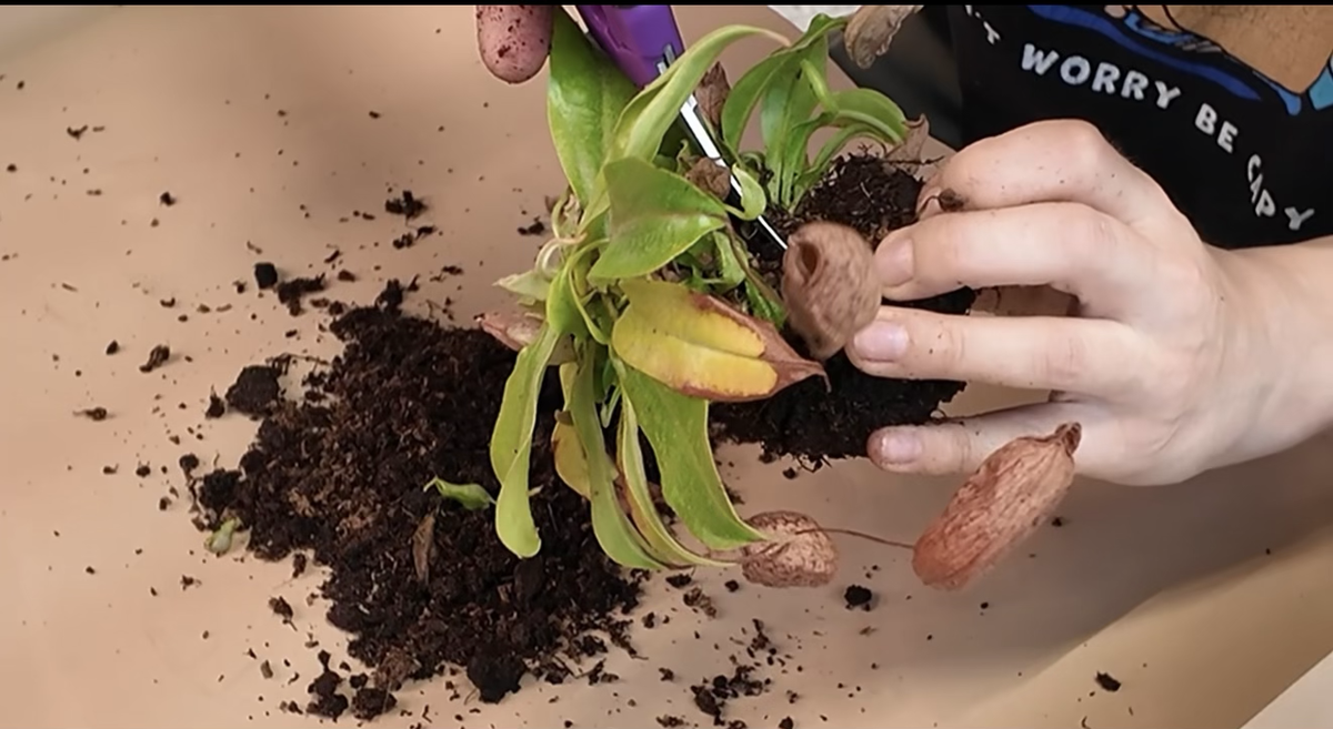 Я черенковала свой непентес в начале апреля 26 года