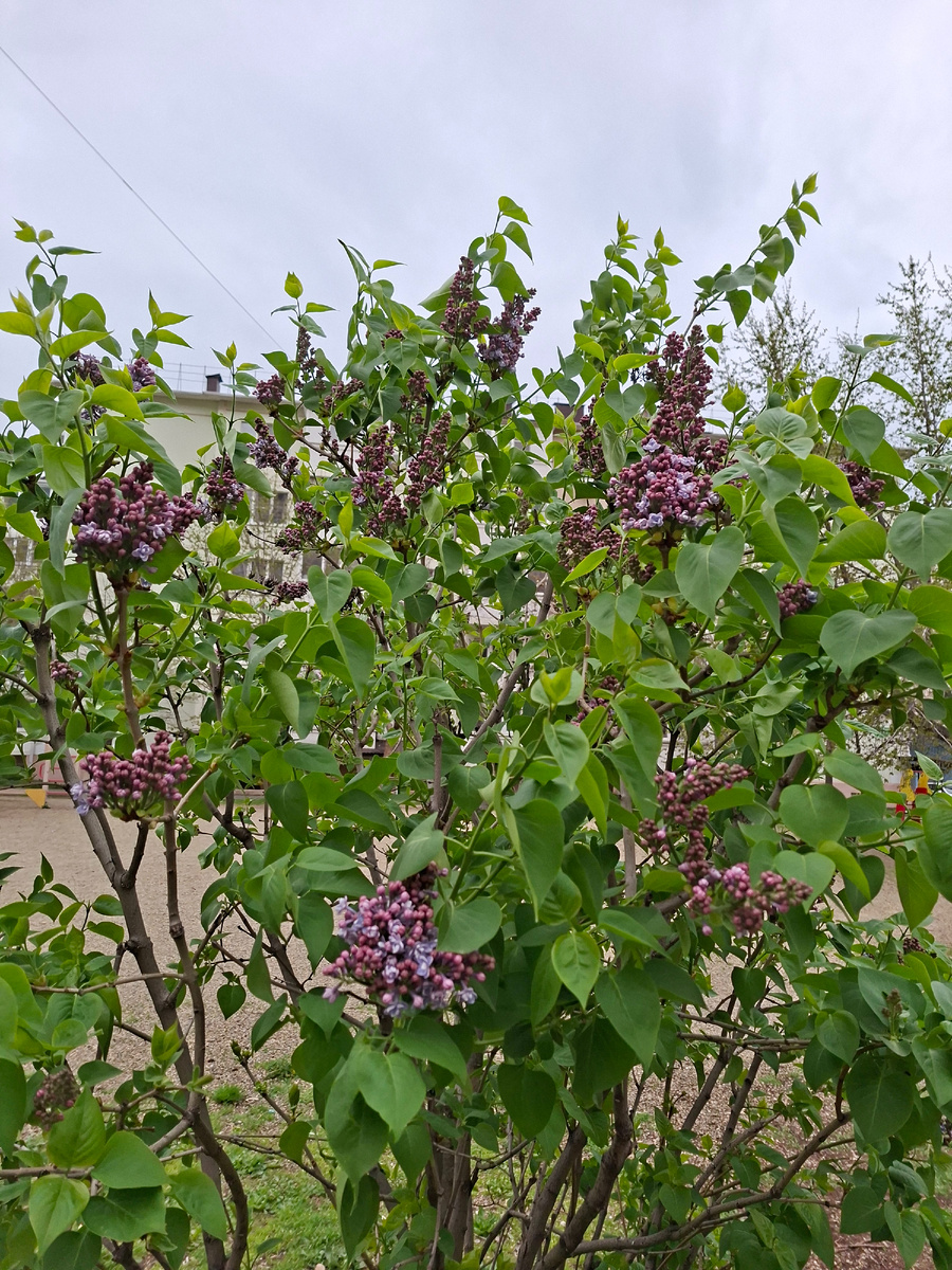 Сирень в Краснодаре