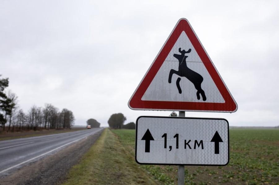     В Минской области планируют установить системы предупреждения водителей о животных на дороге
