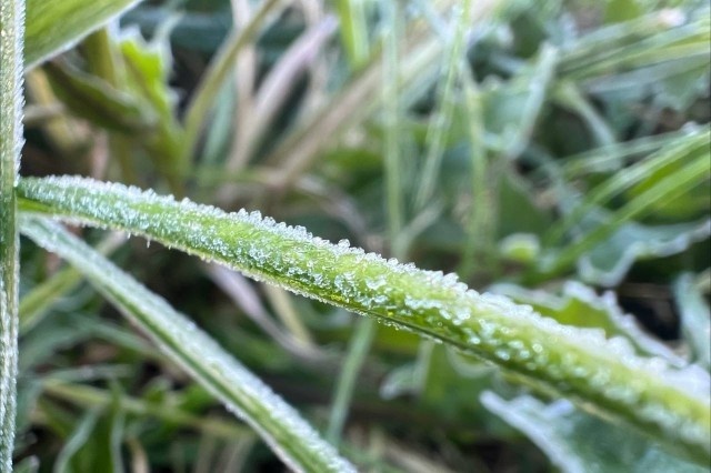   Фото из архива Калининград.Ru