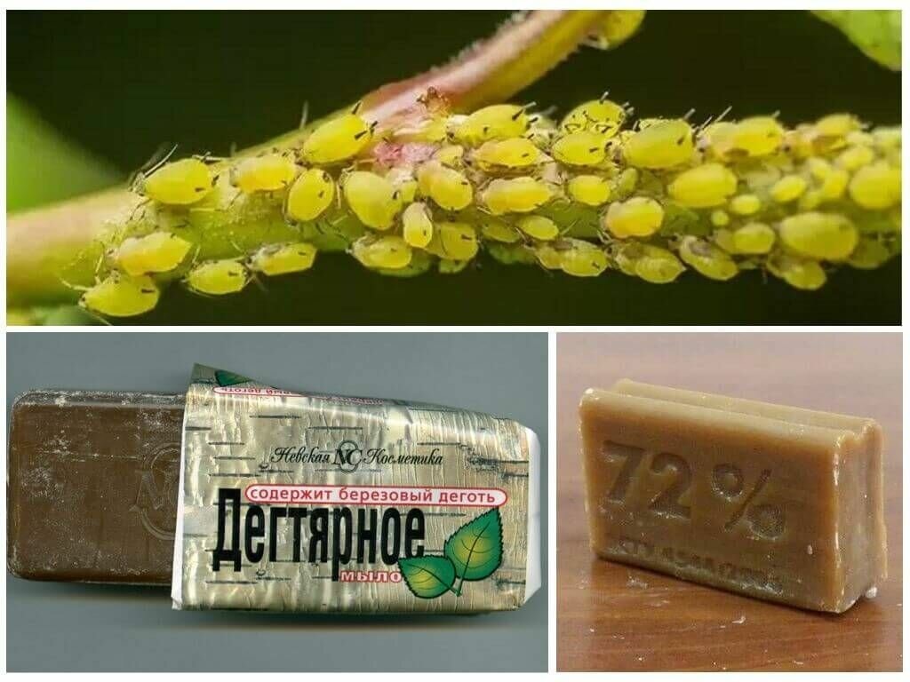 Дегтярное мыло: натуральная защита сада и огорода от вредителей