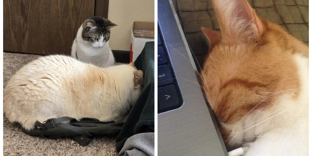 35+ прелестных сплюшек в позе «мордой в подушку» и не только