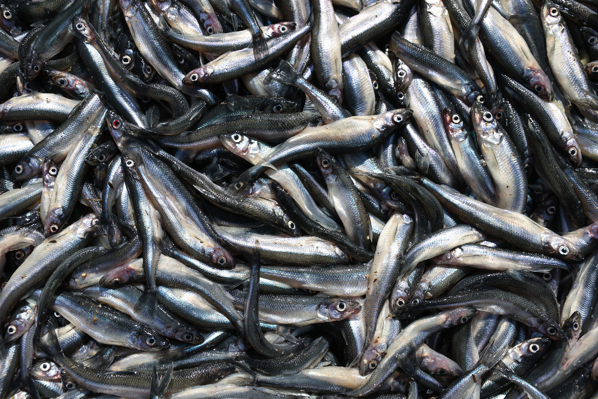 Автор фото: Пётр Ковалёв / ТАСС