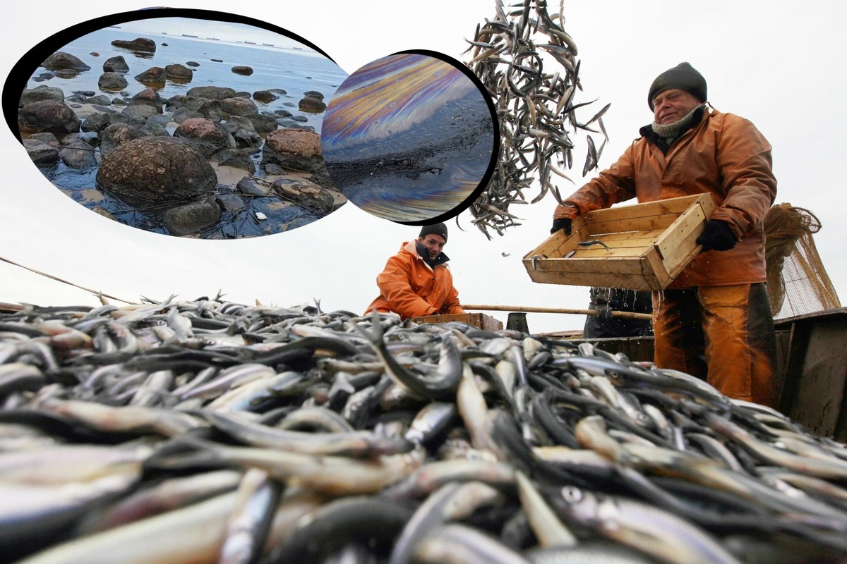 Автор фото: коллаж "ДП" (Максим Змеев / Trend / архив "ДП", t.me/ecology47, Gettyimages.ru, Shutterstock / FOTODOM). Лов корюшки в Ленобласти 