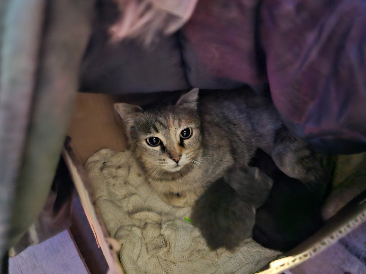 Фото автора. Ее выбросили на произвол судьбы вместе с 2 детками.