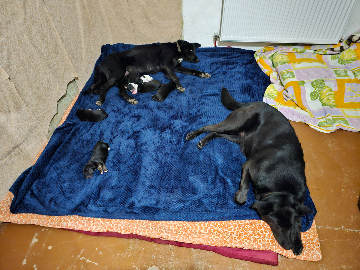 Фото автора. Наши собаки мамы.