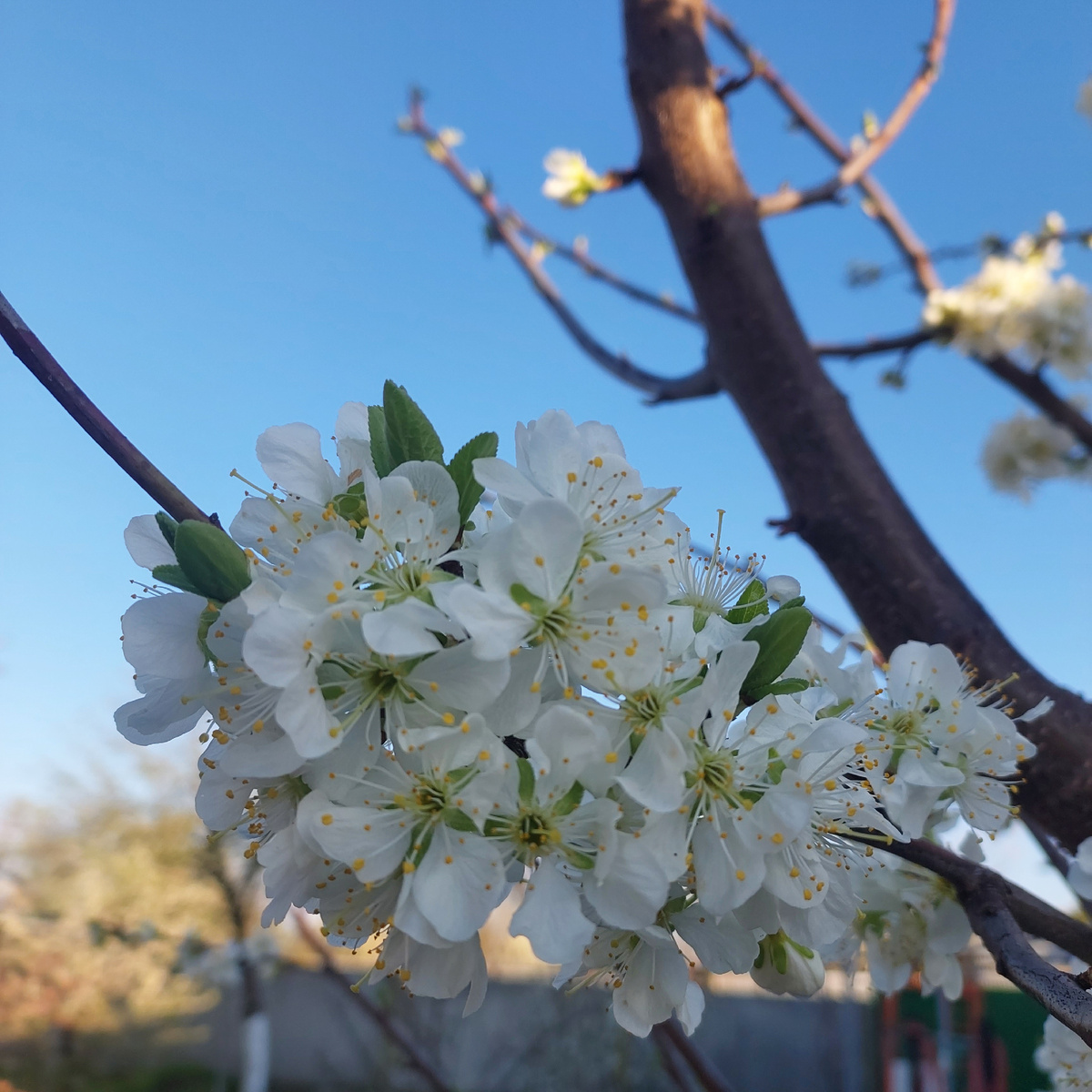 Слива а цвету