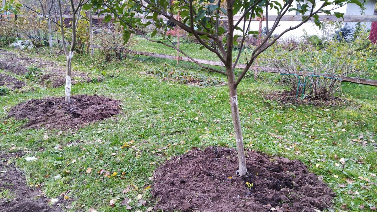 Рабочая зона — от 50 см от ствола до края кроны