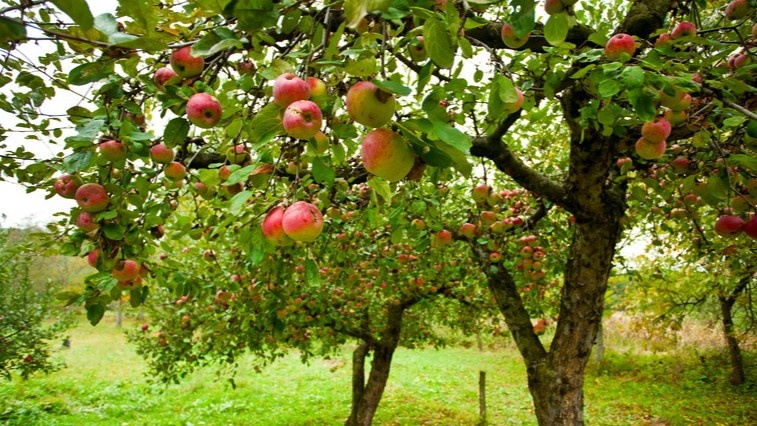 Удобрения работают не у ствола, а по всей проекции кроны