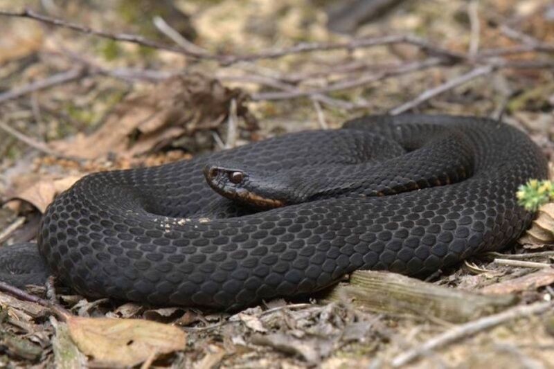    Фото: заповедник "Керженский" Редакция nn-now