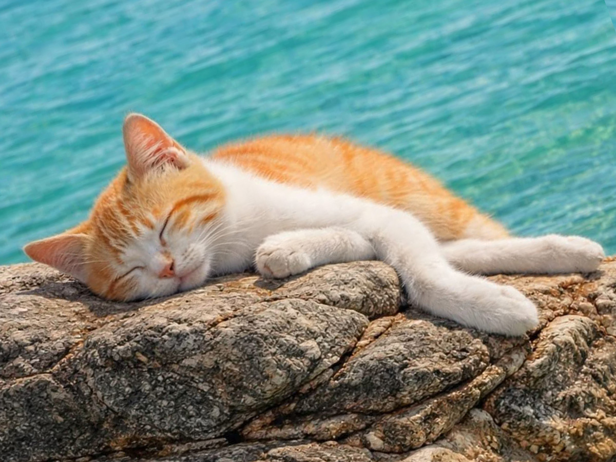 Спит и не подозревает, что его предки проделали такой далекий путь