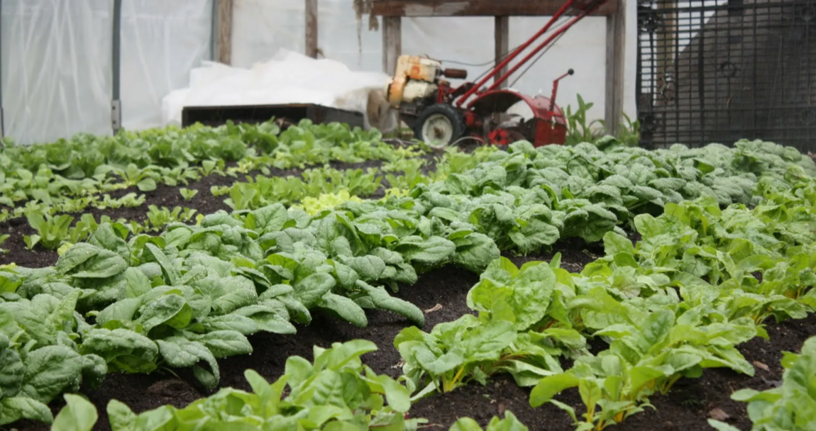 Посев шпината и салатов в теплицу: агрономическое руководство для ранней и непрерывной зелени