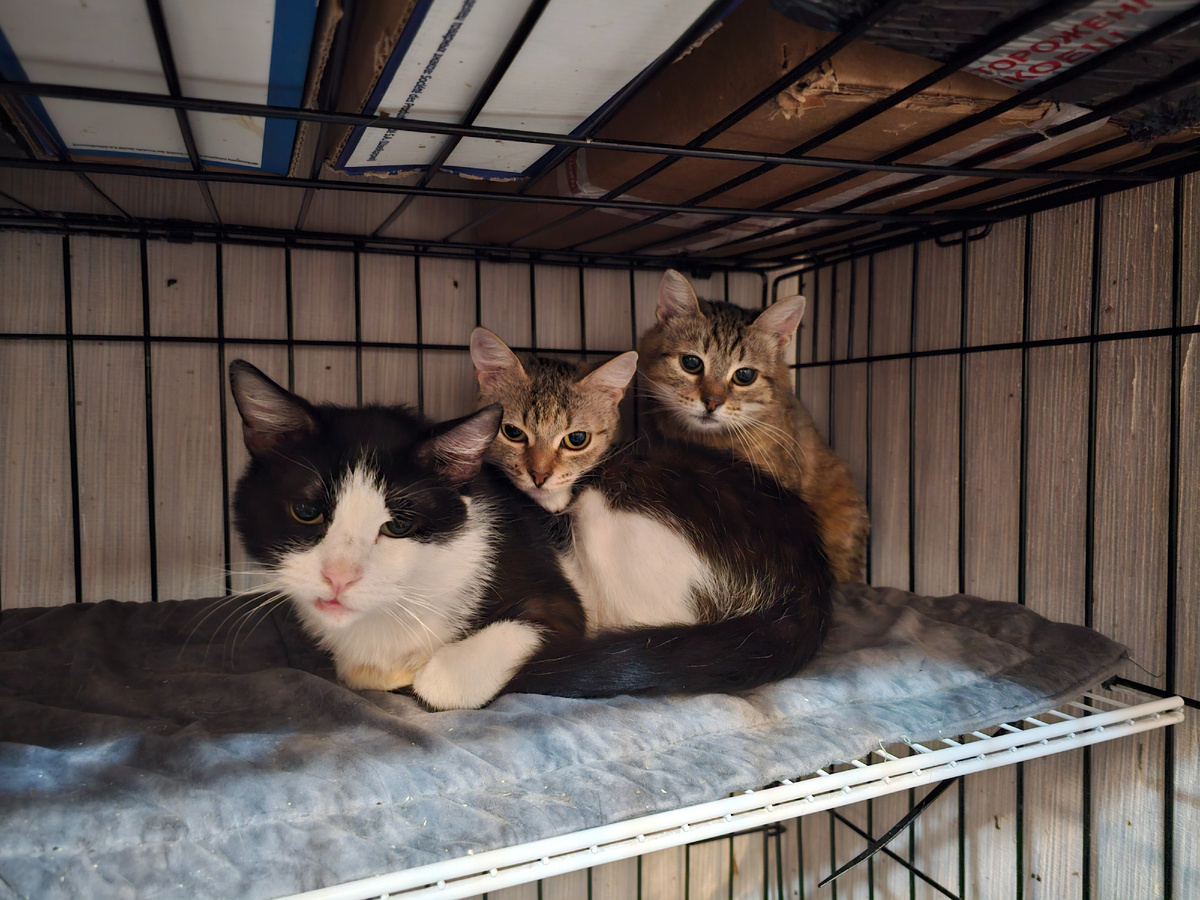 Фото автора. Наши котики.