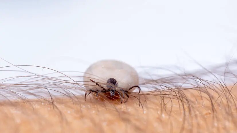    Источник: russian.rt.com Иван Акимов