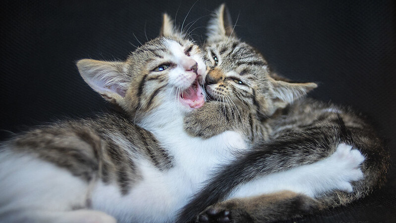 Почему не стоит брать второго кота, если первому «скучно»