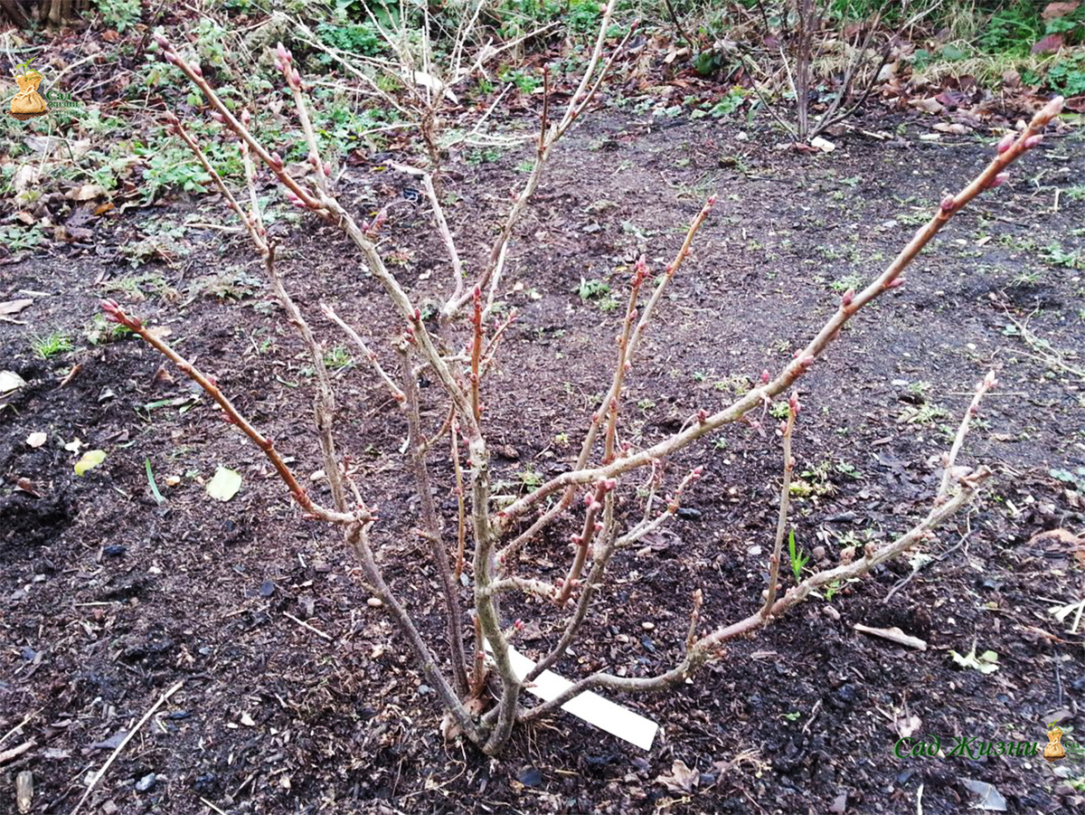 Почки уже проснулись — именно сейчас решается, будут ягоды или нет