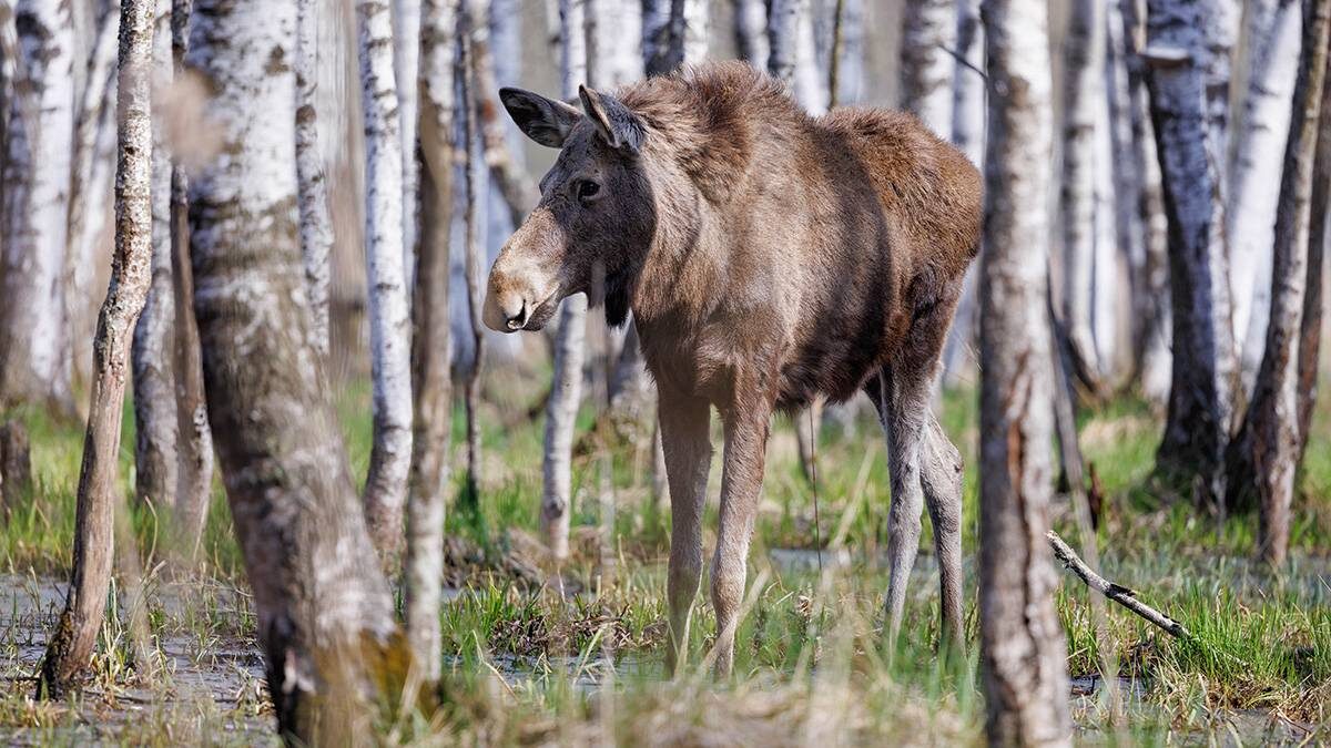    Фото: Пресс-служба Лосиного острова