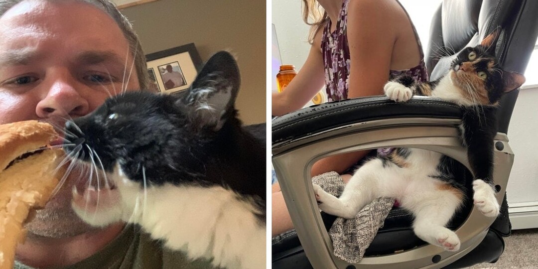 15 примеров наглости котов, для которых личное пространство человека ничего не значит