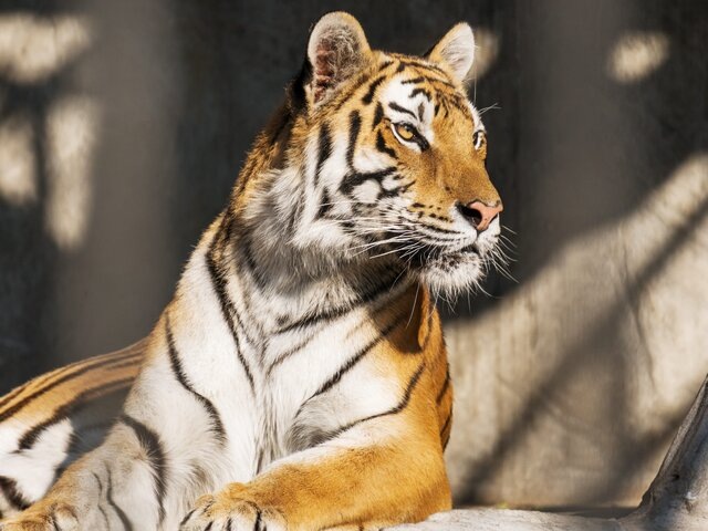    Фото: 123RF.соm/yelantsev