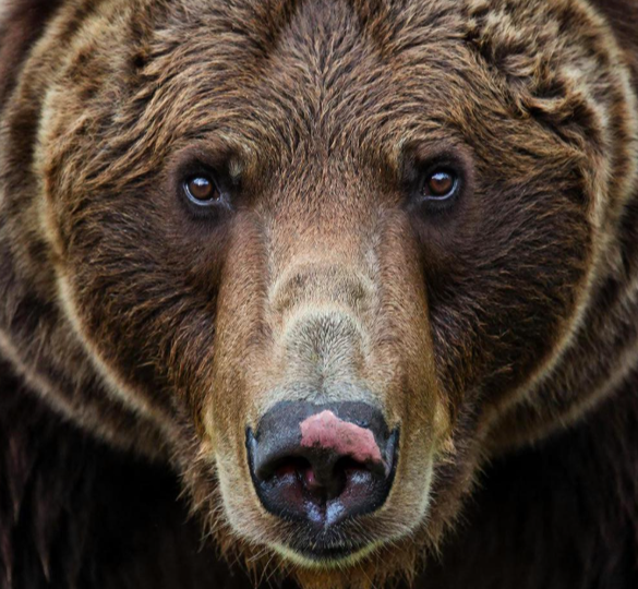 Сочинение по картине "Камчатский бурый медведь"